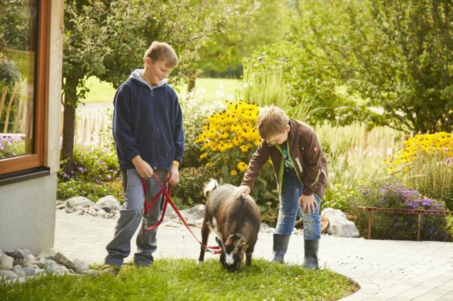 Fini, die Zwergziege