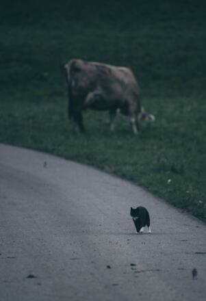 Katze &quot;Susi&quot;