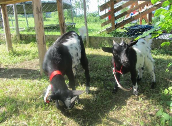 Unsere Ziegen &quot;Sissi und Willi&quot;