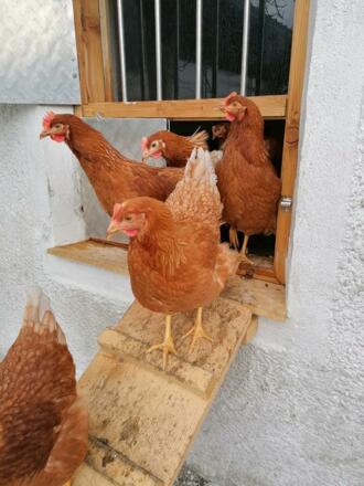 Glückliche Hühner am Hoisenhof