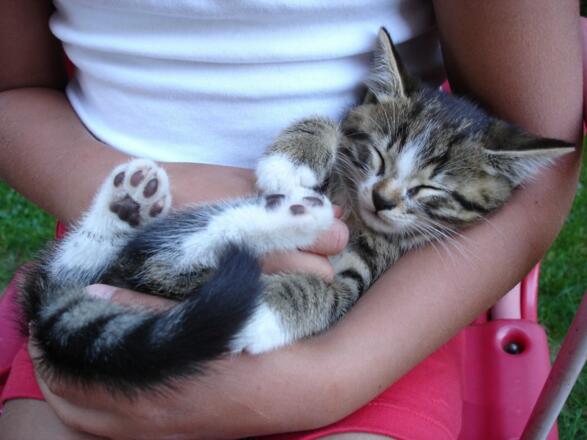 Unsere lieben Kuschelkätzchen