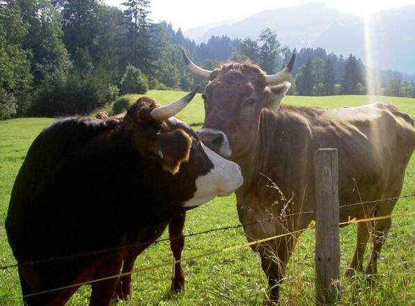 Sie kommen aus der Haustür und werden so