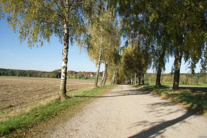 Allee zwischen St. Ottilien und Geltendorf