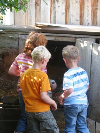 Unsere kuschligste Vierbeiner. Hase, Zwergkanichen und Meerschweinchen freuen sich auf euren Besuch