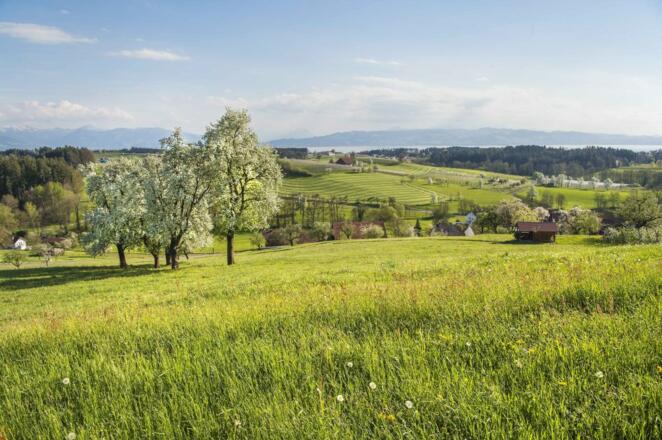 Blick über das blühende Lindauer Hinterland bei Bechtersweiler