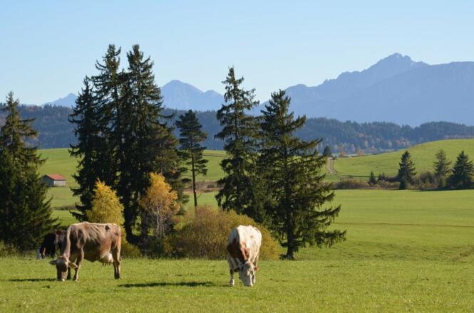 Unsere Kühe dürfen auf die Weide