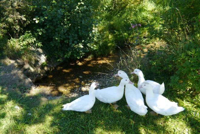 Unser Federvieh liebt den Bach