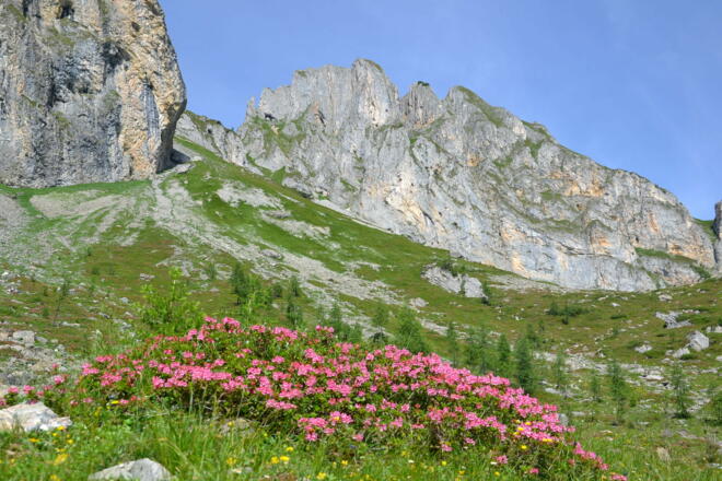 Almrosenblüte im Igltalalmgebiet, im Hintergrund der Sandkogel