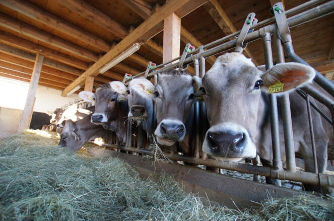 Bei uns im Jungviehstall