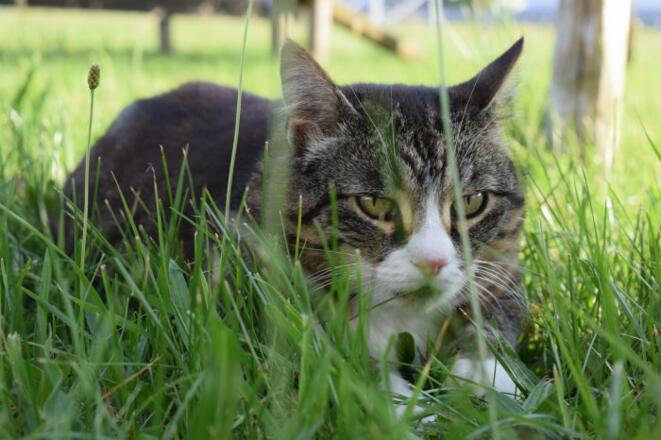 Unser fleissiger Mäusefänger