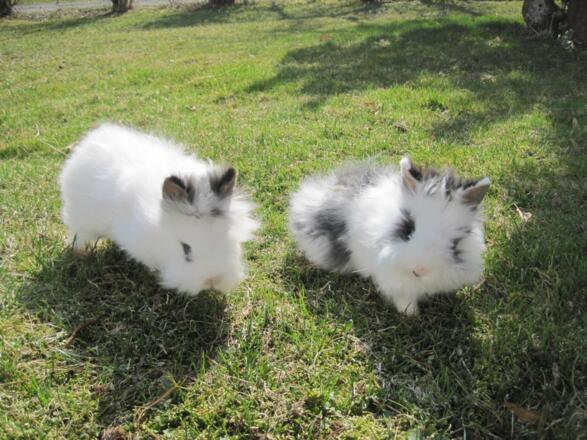 Unsere süßen Löwenkopfhäschen Uli und Hannes