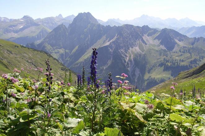 Blick über Apenflora auf den Alpenhauptkamm
