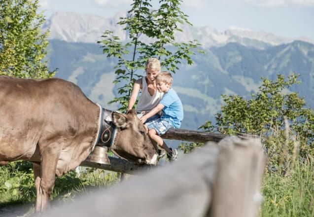 Die Allgäuer Tierwelt hautnah erleben