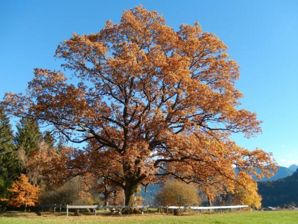 mächtige Eiche am Kraftplatz