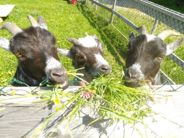 Anni Nanny und Fanny