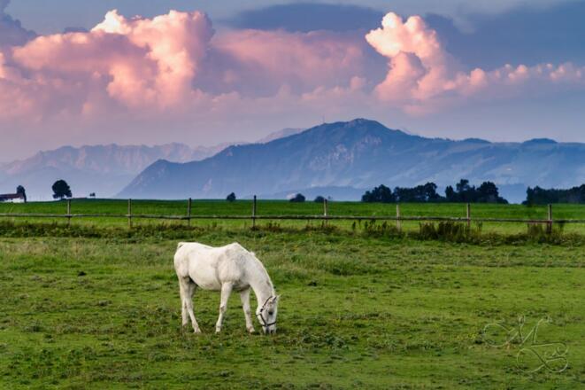 Unser Araber &quot;Bolero&quot;