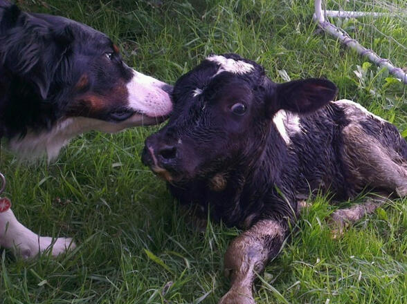 Die Geburt eines Kälbchens