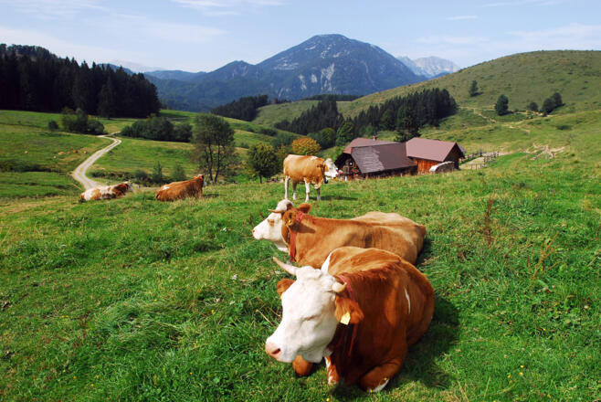 Anlaufalm im Reichraminger Hintergebirge