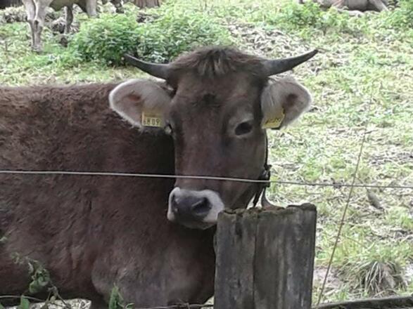 Kühchen auf der Weide