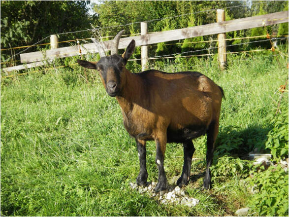Unsere Ziegen beim Sonnenbaden