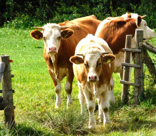 Unsere Kühe auf der Weide behalten alles im Blick