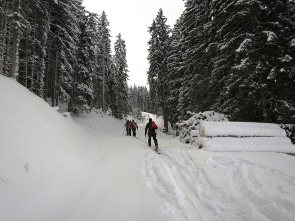 Wieder bietet sich eine Forststraße an, die ...