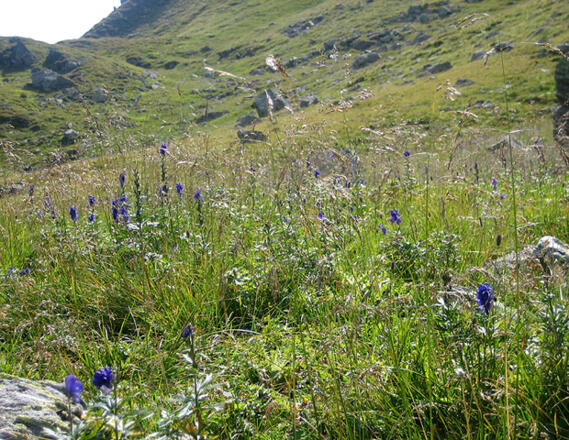 Aufstieg durch Almwiese