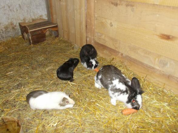 bilderhasenundmeerschweinchen006