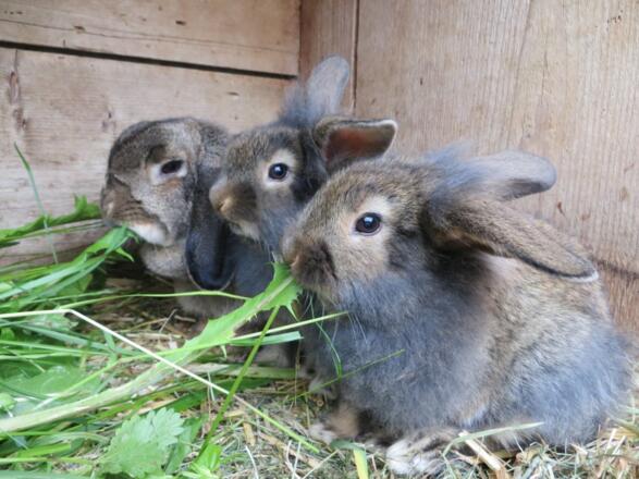 Unsere Häschen
