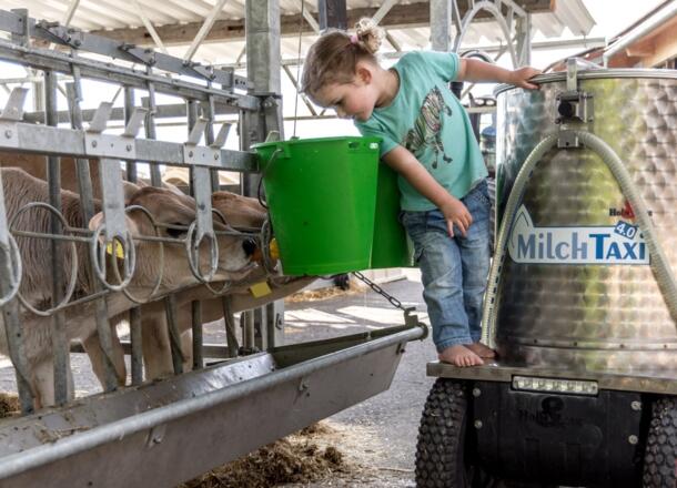 Mitarbeit beim Kälbchen füttern