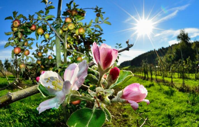 Äpfel und Äpfelblüten
