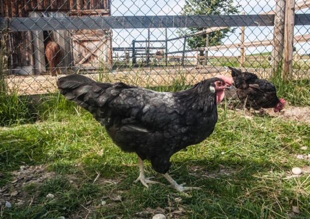 Henne Gudrun und Berta, zwei unserer leckeren Eierlieferanten