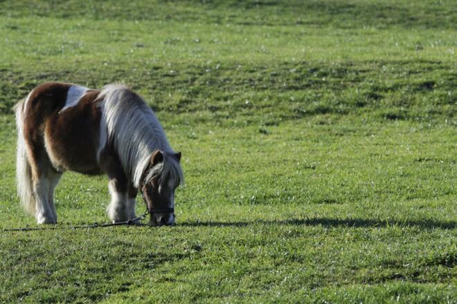 Unser kleines Pony Toni
