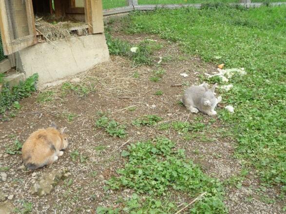 Unsere 2 Häschen