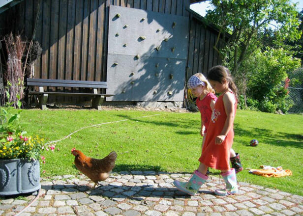 Hühner lassen sich nicht so leicht streicheln