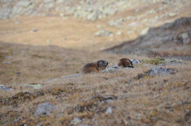 Murmeltiere im Zwieselbachtal