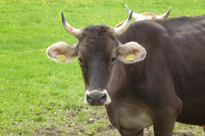 Bei uns gibt´s noch Hörnerkühe