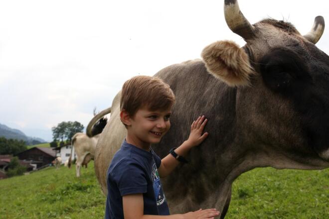 die Kuh ist groß, aber lieb