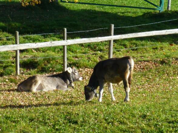 Unsere Kälber
