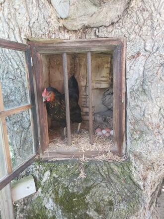 Ich wollt ich wär&#039; ein Huhn