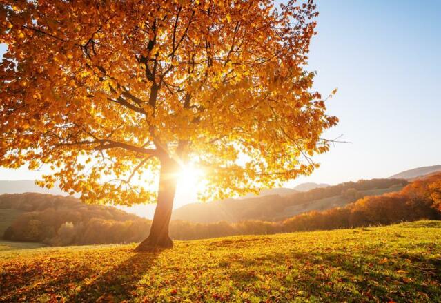 Herbstgenussbuchen