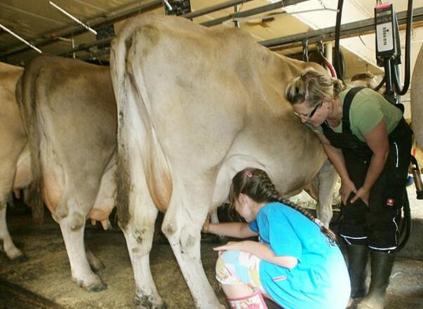 Luisa beim Melken