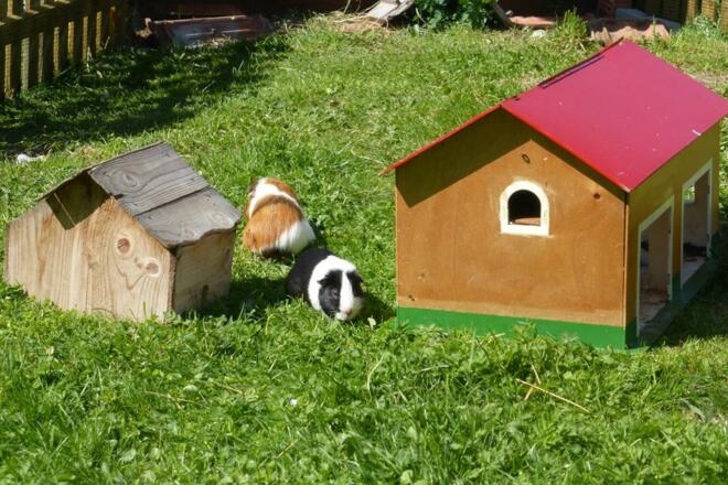 Olaf und Gustav zwei süße Meerscheinchen