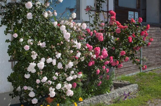 Freuen Sie sich auf die Blütenpracht im Sommer
