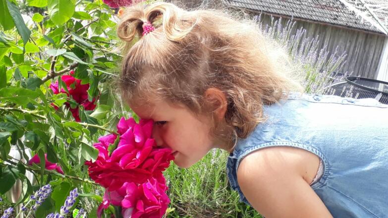 duftende Rosen im Garten