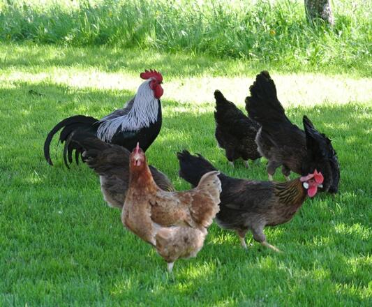 Hühner auf Streifzug