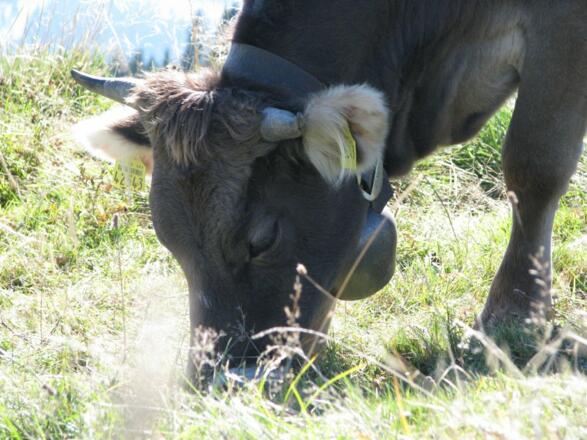 Jungvieh auf der Weide