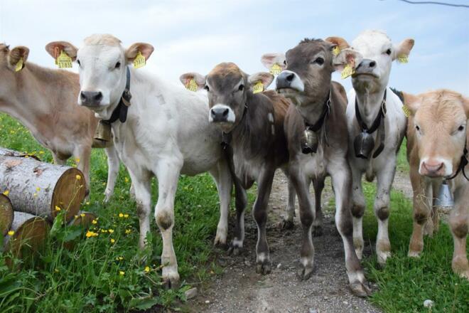 &quot;Schumpen&quot; im &quot;Alpurlaub&quot; bei uns!