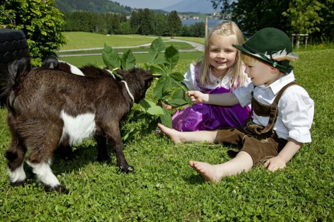 Was für ein Spaß, die kleinen Zicklein zu füttern
