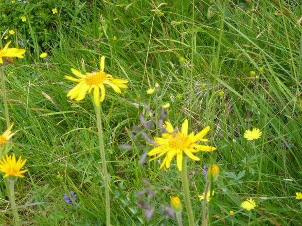 Blumenwiese mit Arnika
